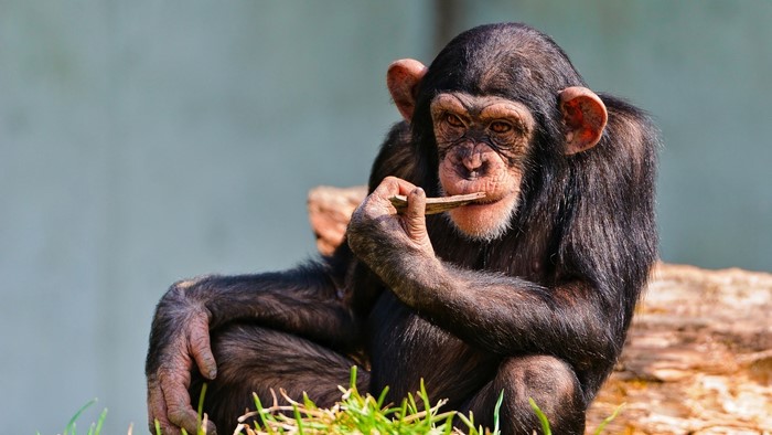 Chimpanzee sitting and chewing on a stick