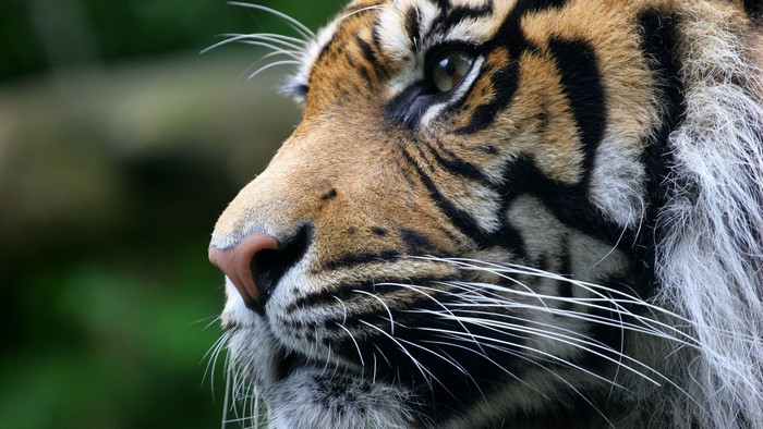 Close up of a tiger's face