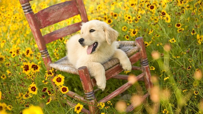 Golden Retriever puppy sitting in a chair in yellow flowers