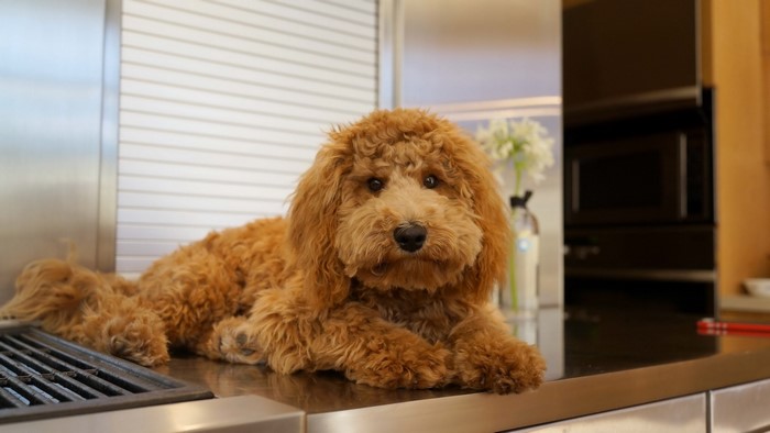 Golden Doodle dog in a modern kitchen