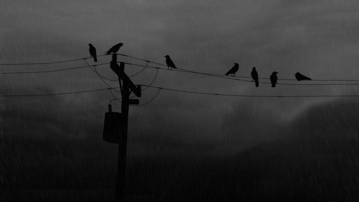Crows Silhouetted on Powerlines During Rain