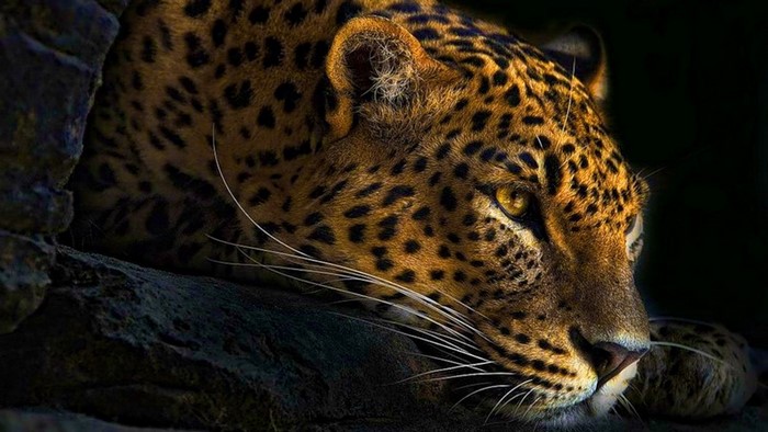 Leopard resting near rocks
