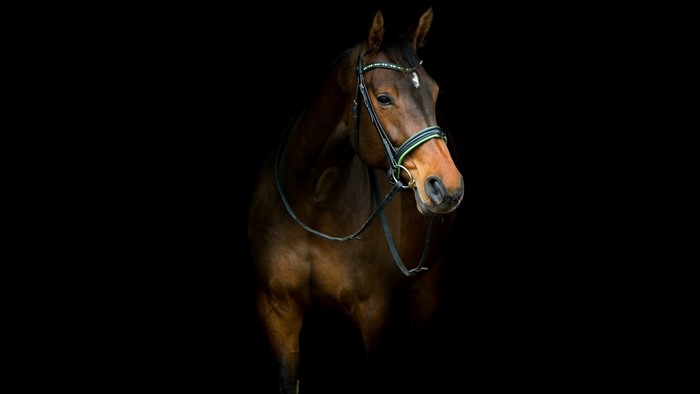 Brown horse with bridle on black background