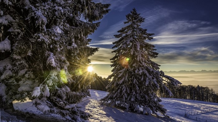 Snowy pine trees with sunbeams and mountain view