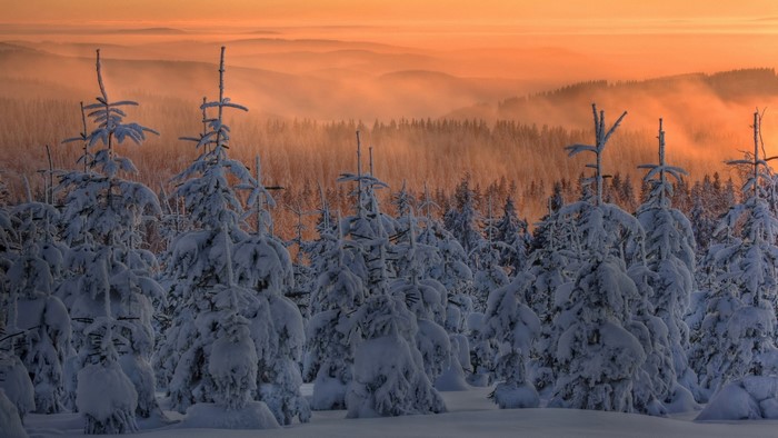 Snow-covered trees at sunrise with misty mountains