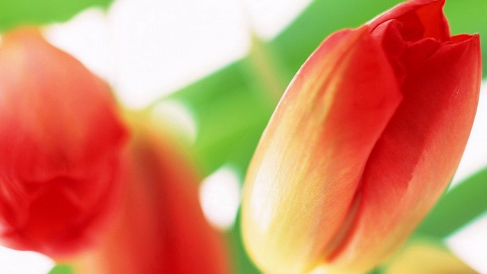 Red and yellow tulips with green leaves