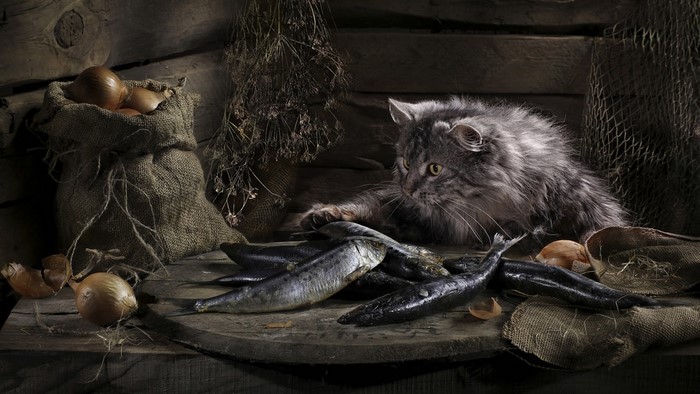 Cat with fish and onions in a pantry