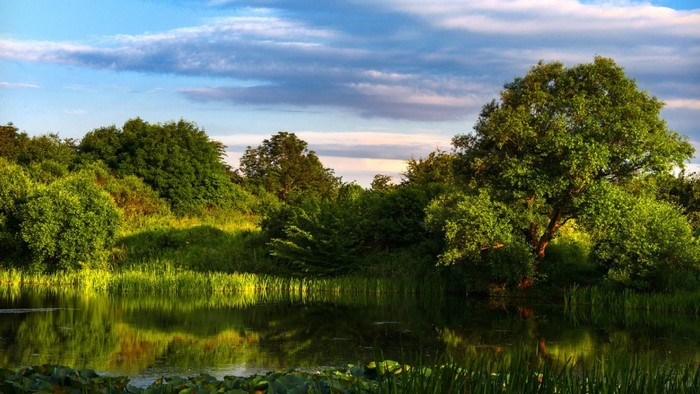 Quiet pond with trees and clouds
