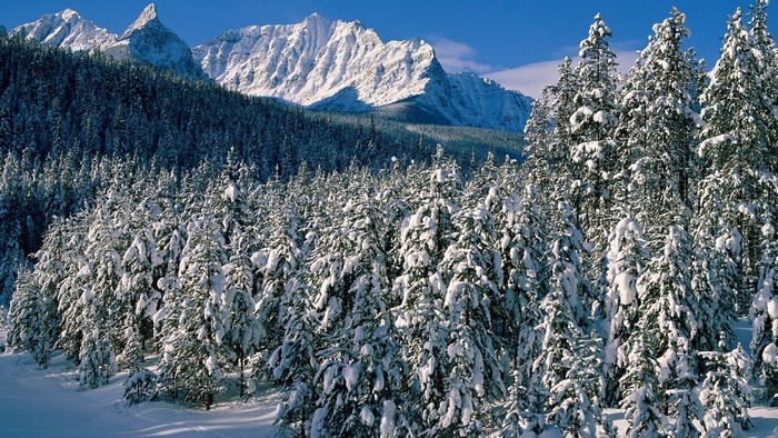 Snow-covered pine forest with mountains