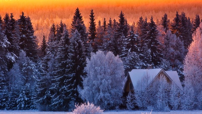 Winter morning with snow-covered trees and a house