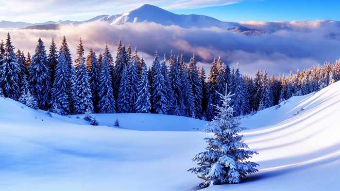 4K Winter Landscape with Snow-Covered Trees and Mountains