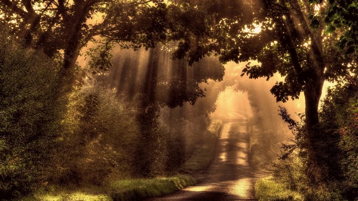Sunbeams through trees on a foggy road
