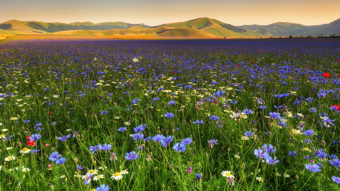 4K Field of Wildflowers