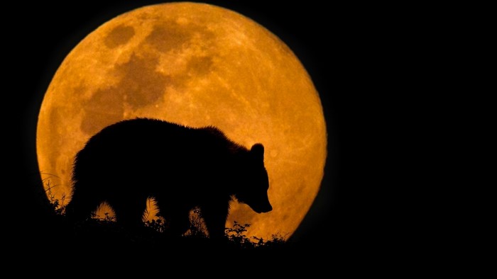 Silhouette of a bear against a large orange moon
