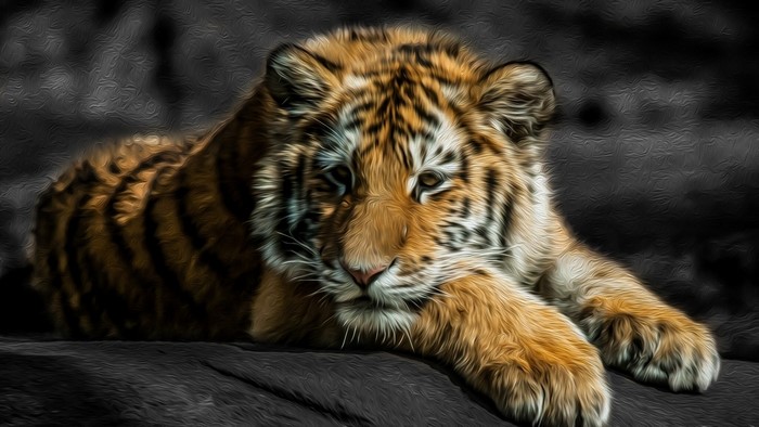 Tiger cub lying down