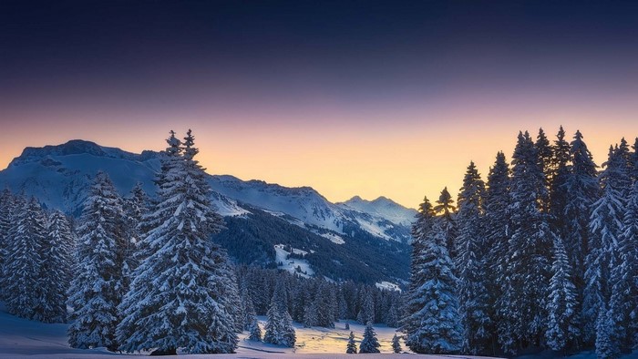 Snowy mountains at dawn with pine trees