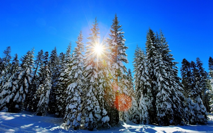Sun shining through snow-covered pine trees in a forest