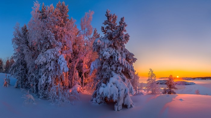 Snow-covered trees at sunset