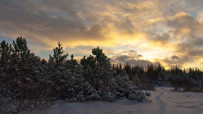 Snowy forest landscape at sunset