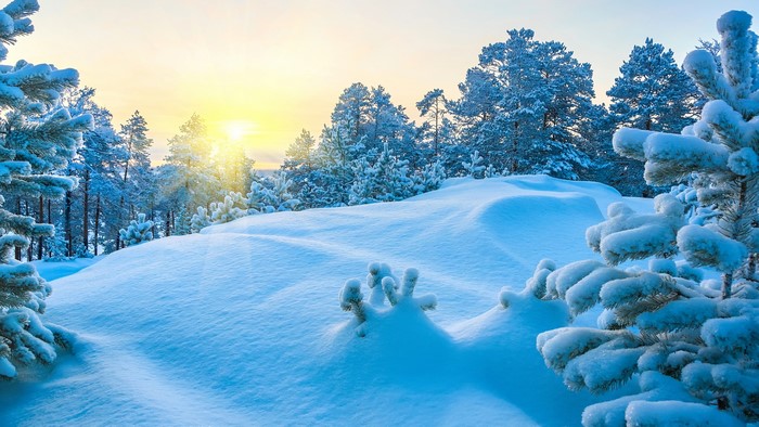 Snowy forest landscape with sun
