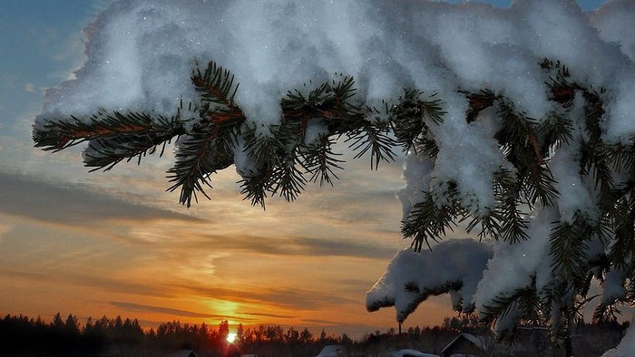 Snow-covered pine branch against sunset sky