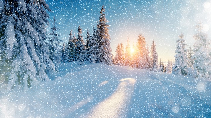 4K Winter Snowfall in Forest