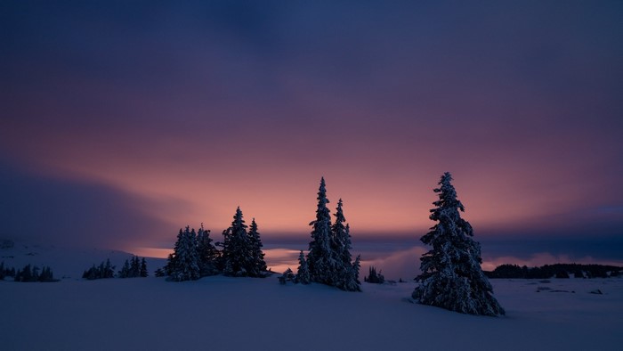 Snowy trees against a twilight sky