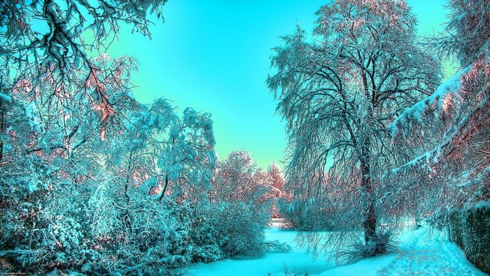 Winter park with snow-covered trees