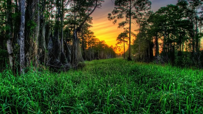 Swampy forest with tall trees and green grass at sunset