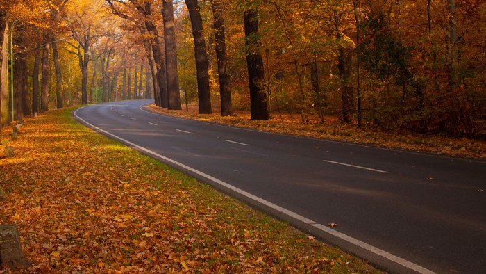 4K Road in Autumn Forest