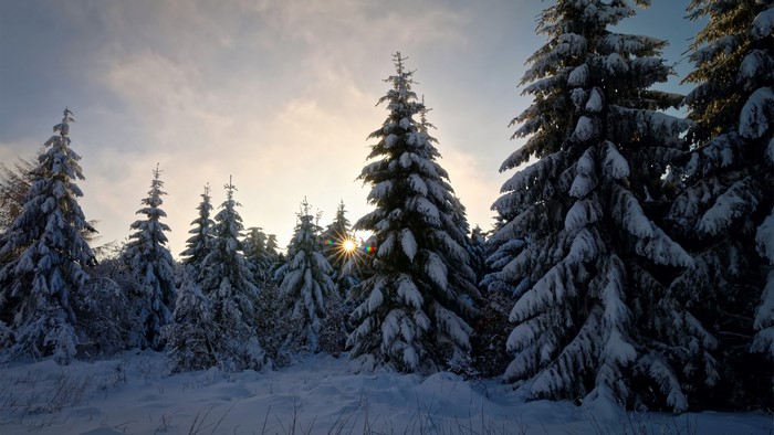 Snow-covered fir trees in a forest at sunset
