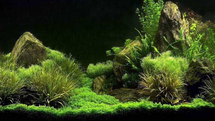 Aquarium with rocks and aquatic plants