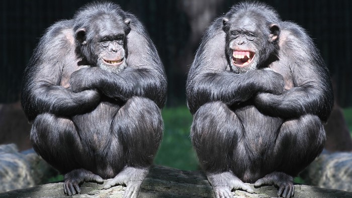 Two funny chimpanzees sitting on a log