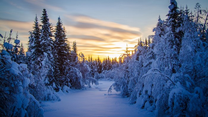 Winter forest at dawn with snow-covered trees