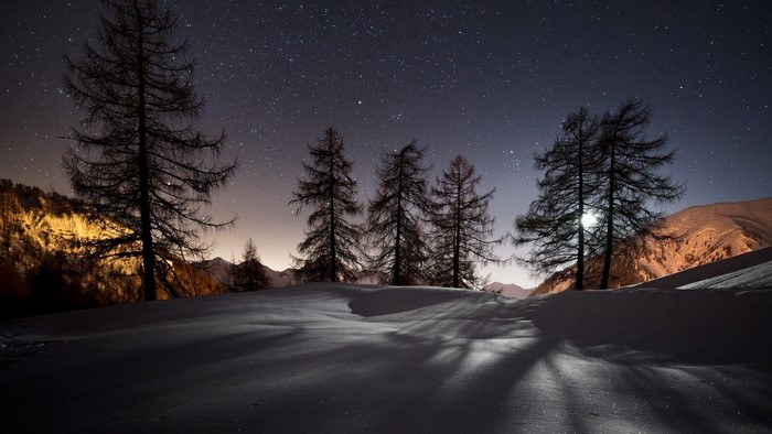 Night landscape with snow and trees under starry sky