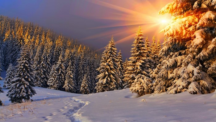Snowy forest with sunbeams and footprints