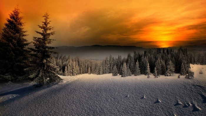 Snowy forest at sunset