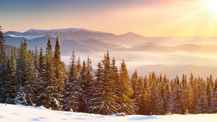 Morning sun over snowy mountains and pine forest