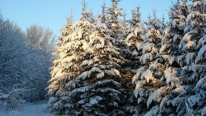 Snow covered pine trees in a forest