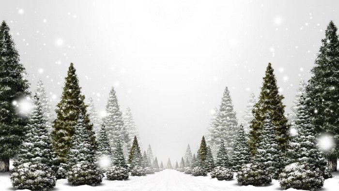 Snowy forest path with pine trees