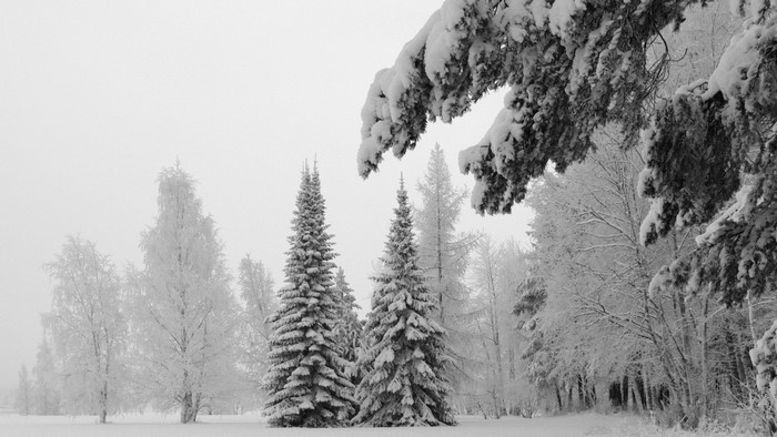 Snowy forest with pine trees and birch trees
