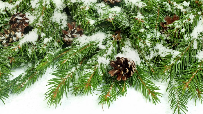 4K Spruce branches with pine cones and snow