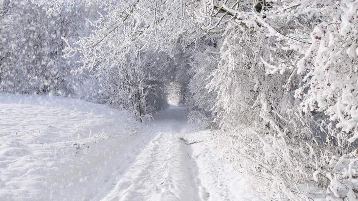 Snowy forest path with falling snow