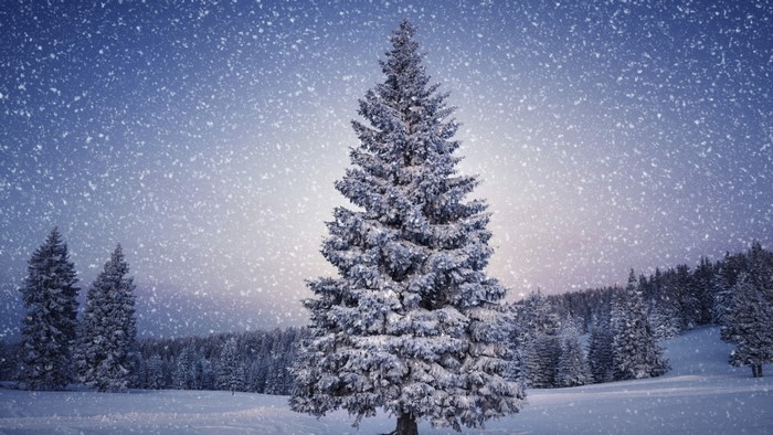 Lonely spruce tree in the snow