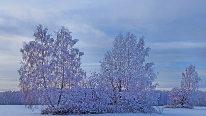 Snowy trees in a winter landscape