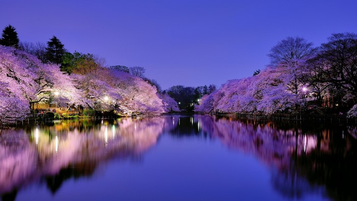 Cherry blossoms reflecting in a lake at night