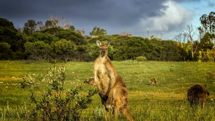 Kangaroo standing in a grassy field with trees in the background