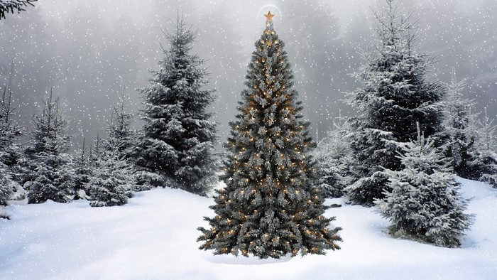 Christmas tree in a snowy forest