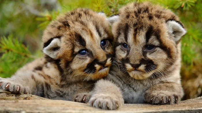 Cougar kittens