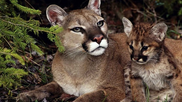 Majestic Puma with Cub Resting in Nature